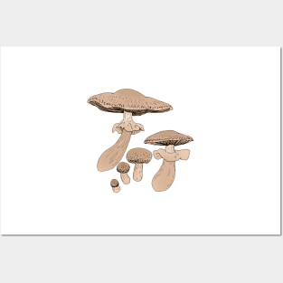 Agaricus subrufescens Posters and Art